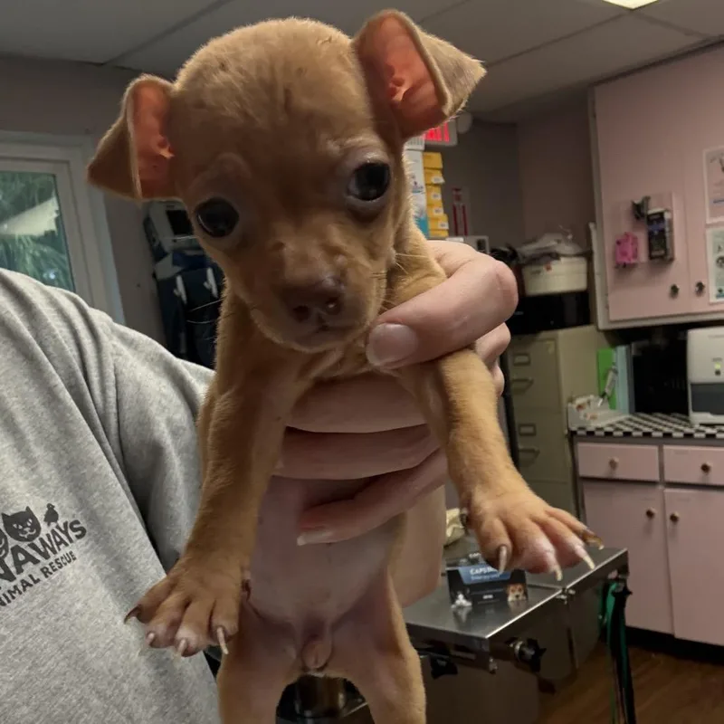 Mini Peach thumbnail 6