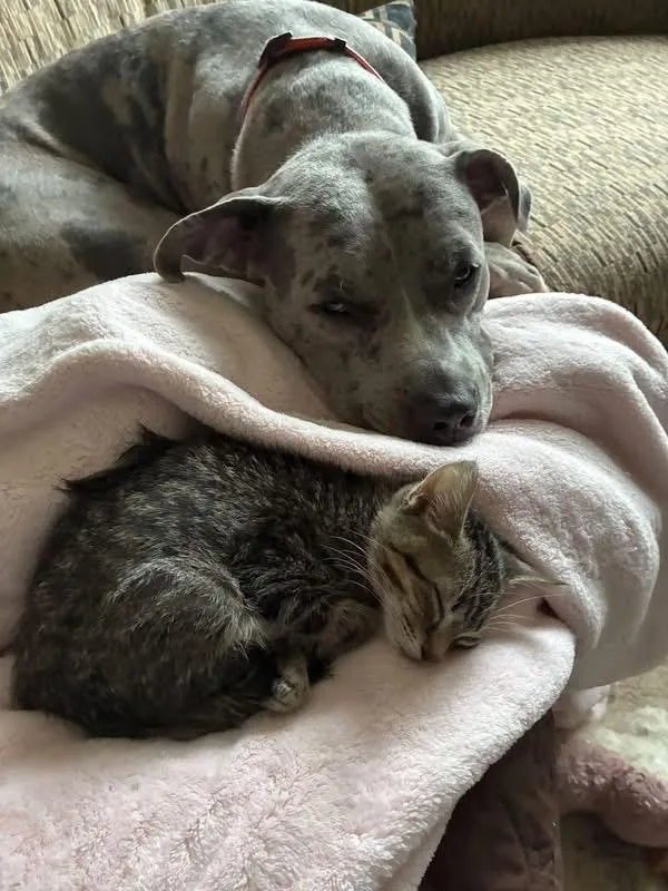 A baby medium-sized male Tabby (Brown / Chocolate) Domestic Short Hair cat named Maverick for adoption in Pompton Lakes, NJ