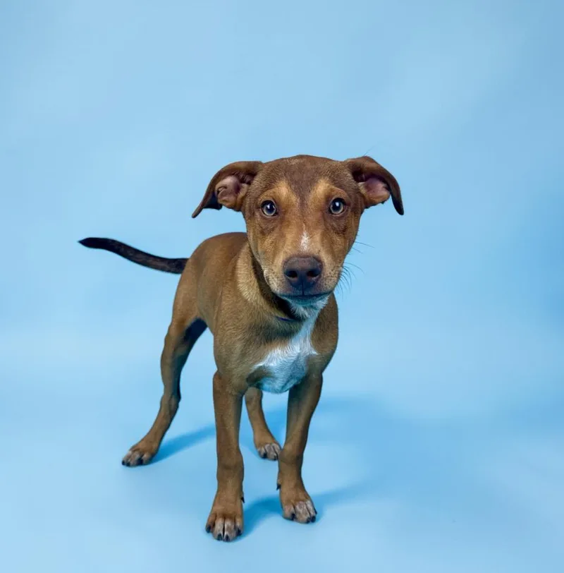 A baby medium-sized male Red / Chestnut / Orange Doberman Pinscher dog named Kennedy for adoption in Alvin, TX