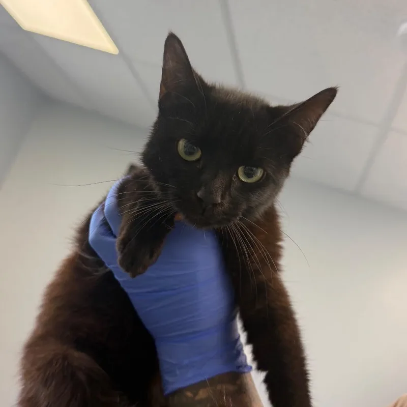A baby medium-sized male Black Domestic Short Hair cat named Solo for adoption in Watertown, NY