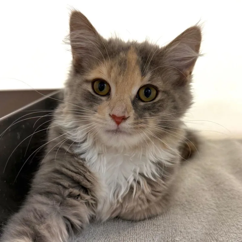 A baby small-sized female Gray / Blue / Silver Domestic Long Hair cat named Beryl for adoption in Harrisonburg, VA