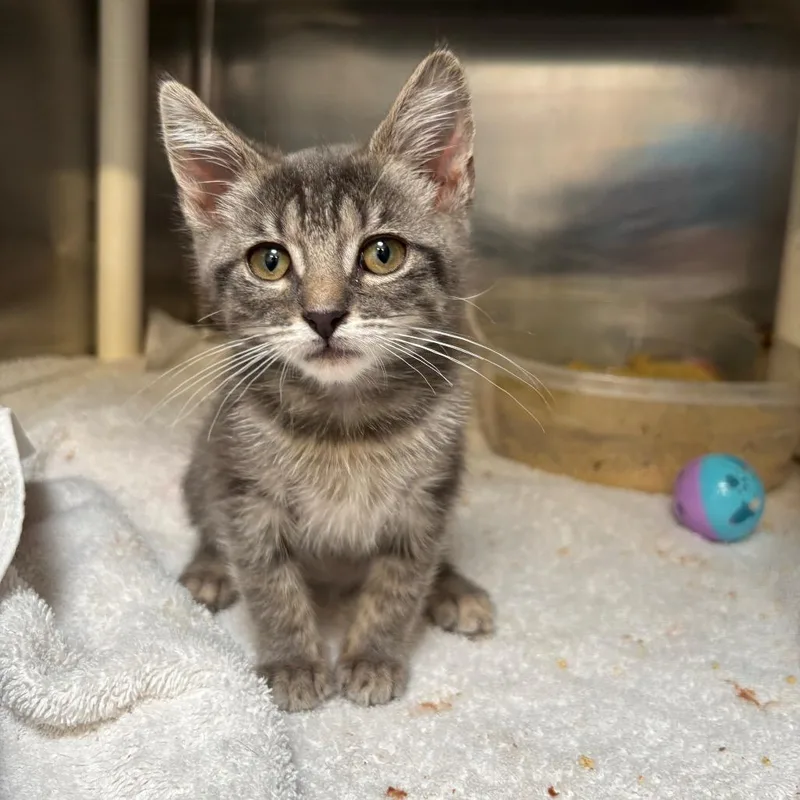 A baby small-sized female Gray / Blue / Silver Domestic Short Hair cat named Marinara for adoption in Palm Springs, CA