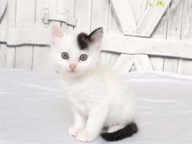 A baby small-sized female Domestic Medium Hair cat named Gypsie for adoption in Oroville, CA