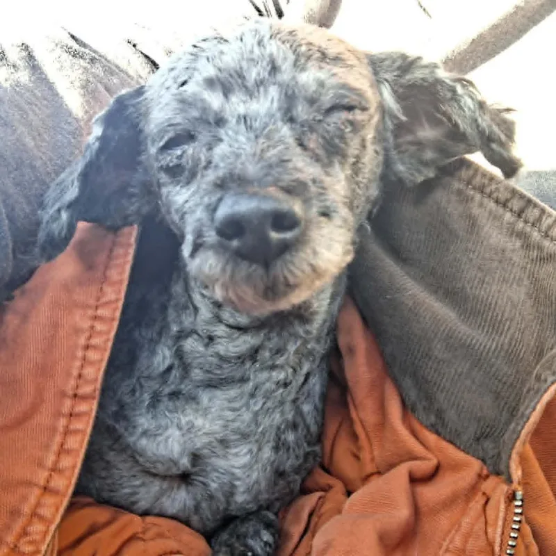 A senior small-sized female Black Miniature Poodle dog named Matty for adoption in Dover, AR