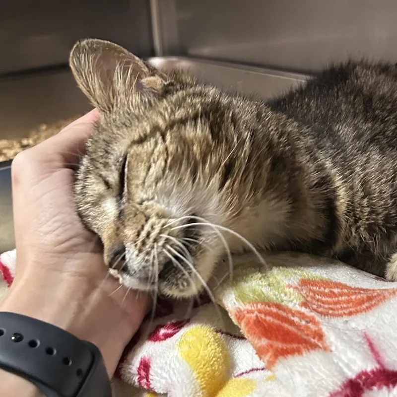 A senior medium-sized female Brown / Chocolate Domestic Short Hair cat named Lint for adoption in Pensacola, FL