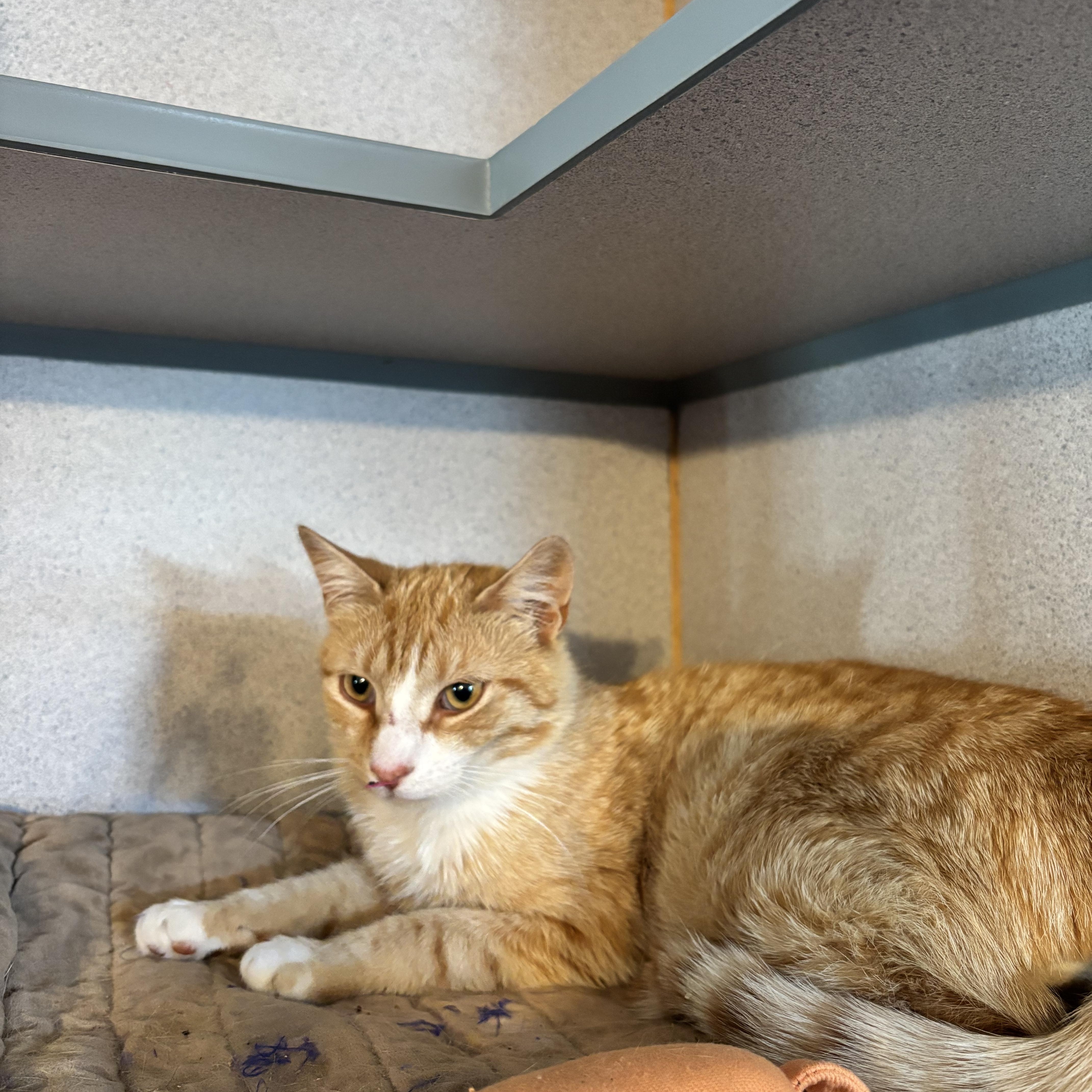 A young medium-sized male Orange & White American Shorthair cat named Jelly for adoption in Hudson, NY