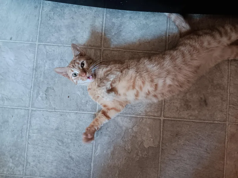 Jj