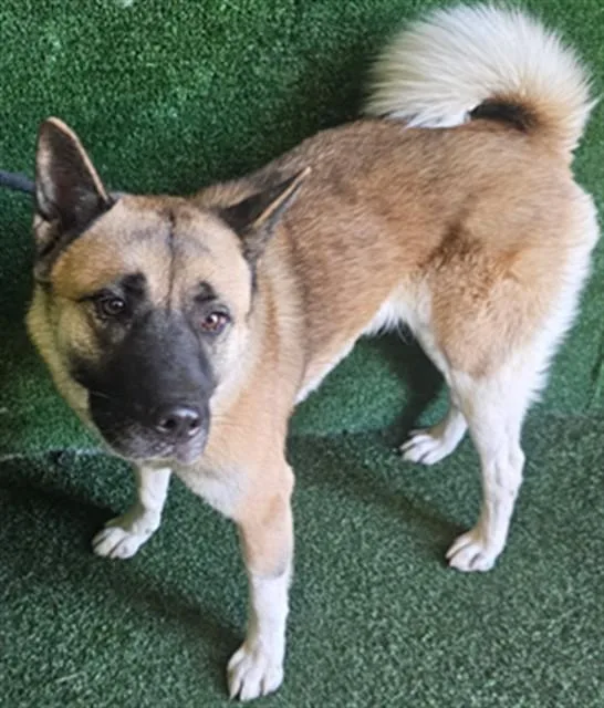 A young large-sized female Akita dog named Pamela for adoption in Lancaster, CA