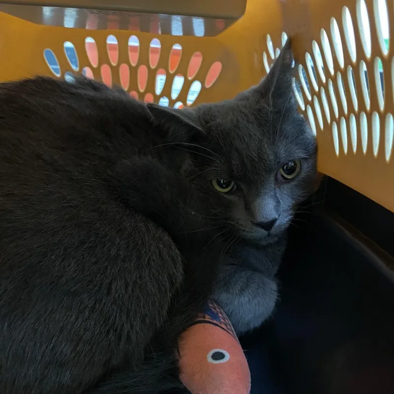 A young medium-sized male Gray / Blue / Silver Domestic Short Hair cat named Tortilla for adoption in Lynchburg, VA