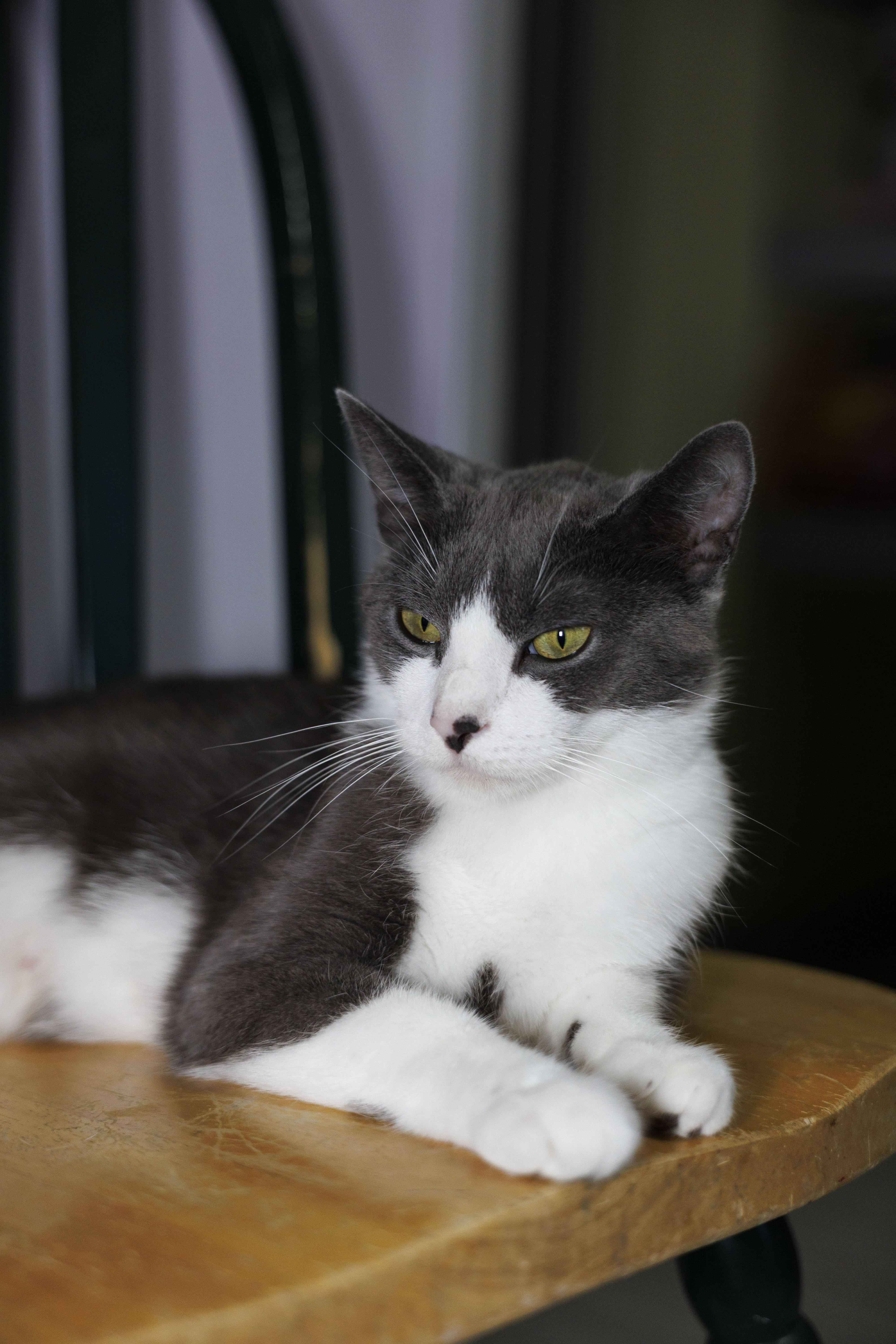 A young medium-sized female Gray & White Domestic Short Hair cat named Gracie for adoption in Mount Rainier, MD