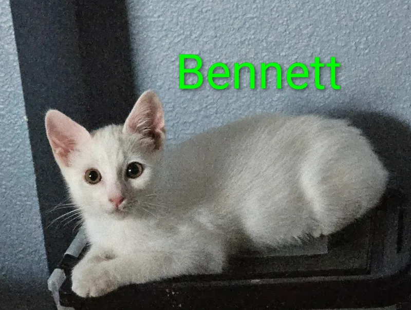 A baby small-sized male White Domestic Short Hair cat named Bennett  North Conroe for adoption in Spring, TX