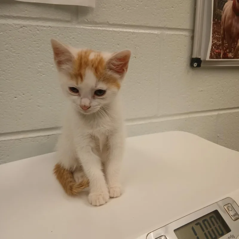 A baby small-sized male Gray / Blue / Silver Domestic Short Hair cat named Snorkle for adoption in Chattanooga, TN