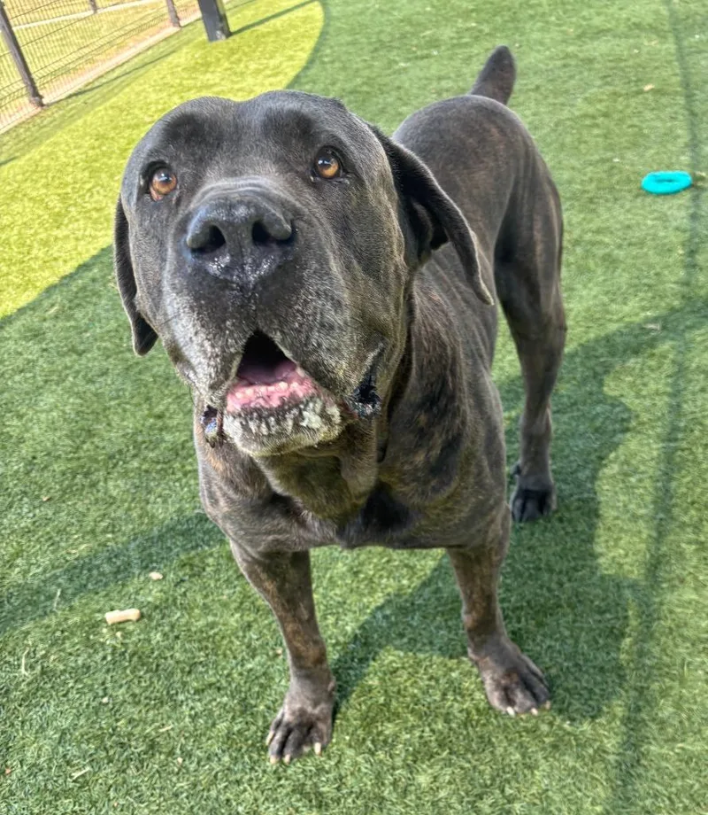 Capone