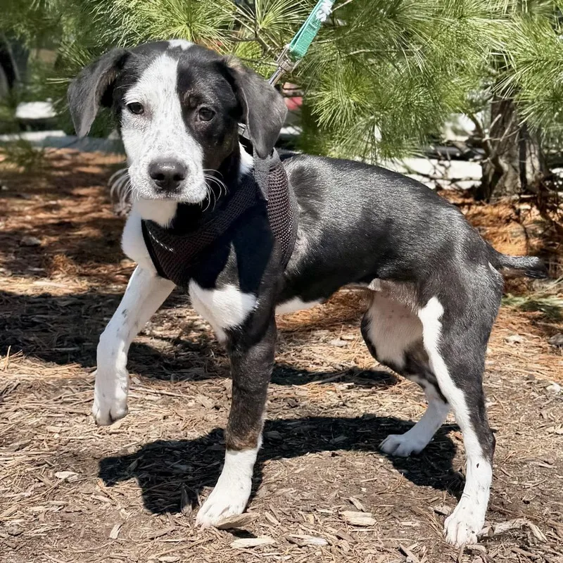 A baby small-sized female Black Black Labrador Retriever dog named Mary for adoption in East Hampton, NY