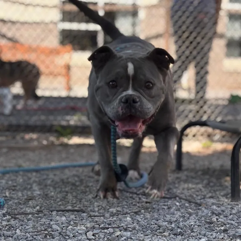 An adult medium-sized female Gray / Blue / Silver American Bulldog dog named Honey Dew for adoption in York, PA
