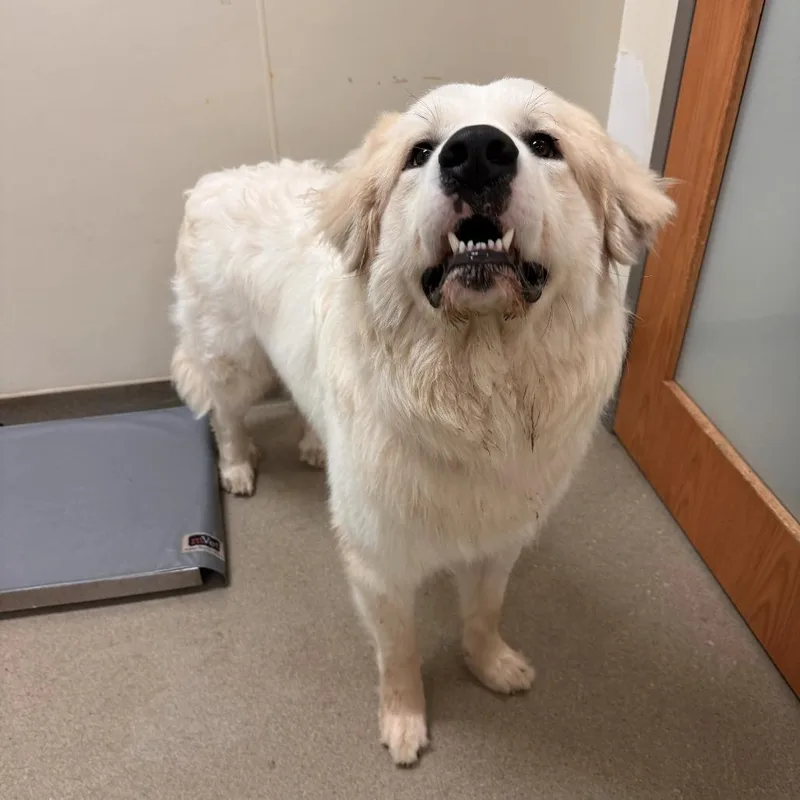 An adult large-sized male White / Cream Great Pyrenees dog named Buck for adoption in Lynchburg, VA