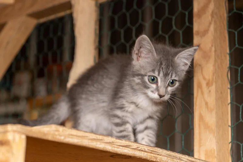 A baby small-sized female Tabby cat named Galata for adoption in Cardwell, MT