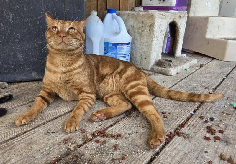 An adult large-sized male Orange / Red Domestic Short Hair cat named Teddy for adoption in Attalla, AL