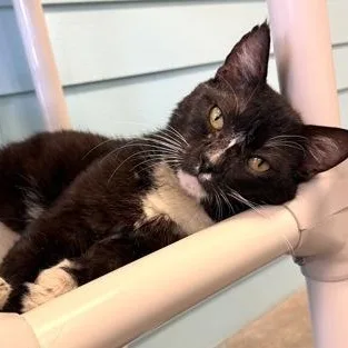 A senior large-sized male Black & White / Tuxedo Domestic Short Hair cat named Toothless for adoption in Fernandina Beach, FL