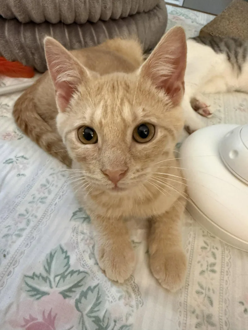 A baby medium-sized male Domestic Short Hair cat named Auggie for adoption in Coatesville, PA