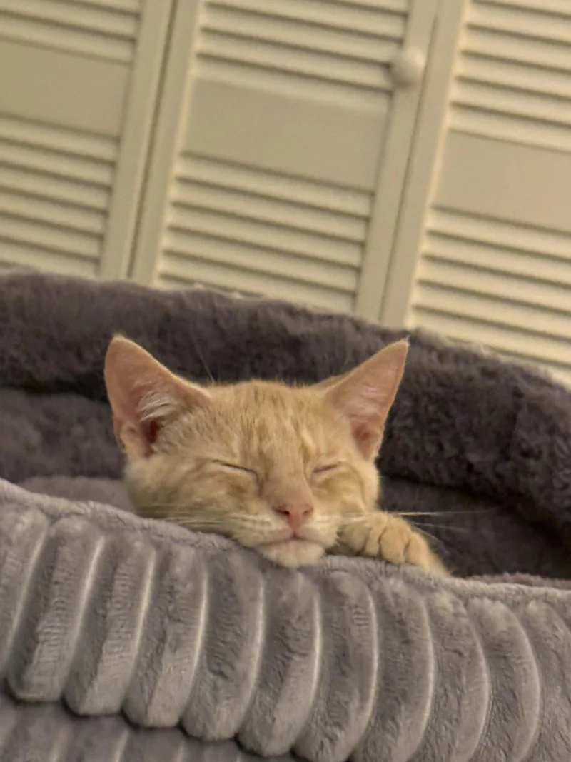 Auggie thumbnail 3