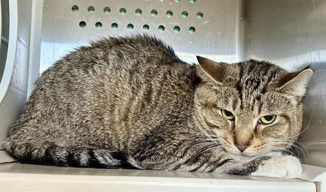 A young medium-sized female Domestic Short Hair cat named Little Bear for adoption in Kalamazoo, MI