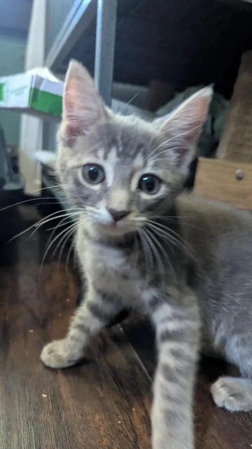 A baby medium-sized male Gray / Blue / Silver Domestic Short Hair cat named Sidewalk for adoption in Cleveland, OH
