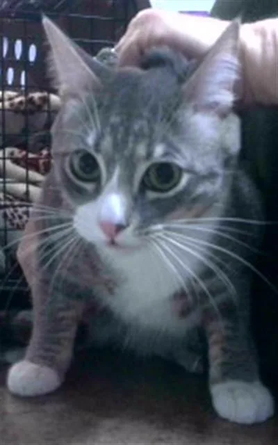A young small-sized male Domestic Short Hair cat named Noel for adoption in Tallahassee, FL