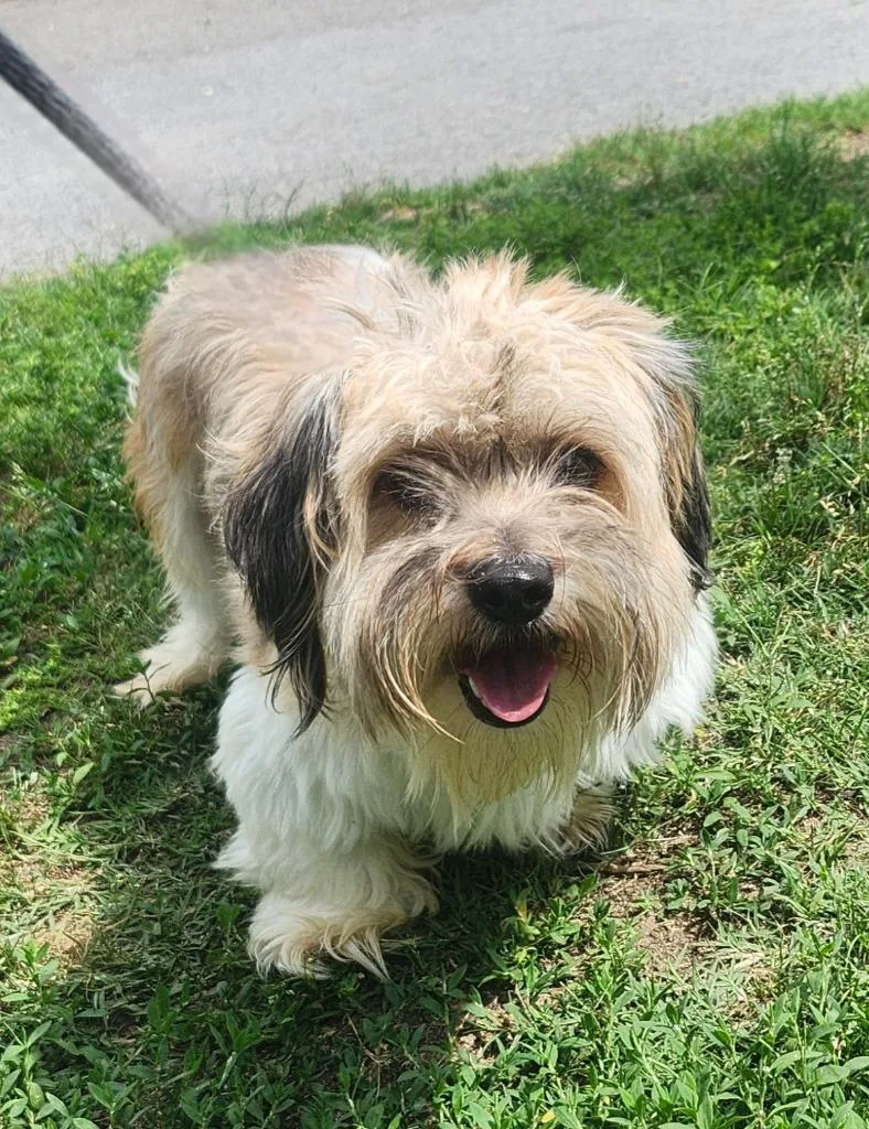 A young small-sized male Lhasa Apso dog named Puma for adoption in Little Rock, AR
