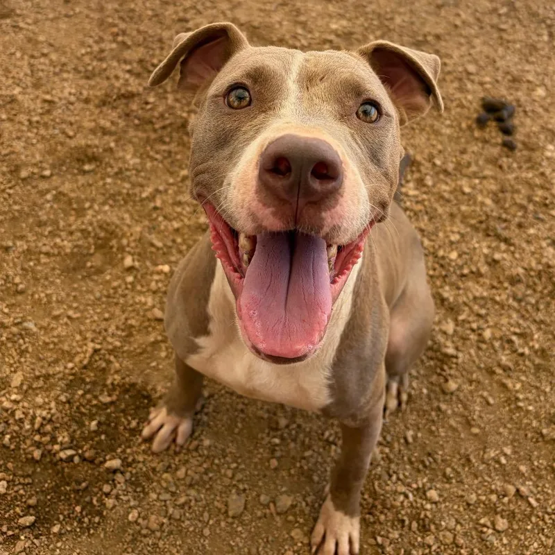 A young medium-sized female Yellow / Tan / Blond / Fawn American Staffordshire Terrier dog named Ki KCAC . for adoption in Kerrville, TX