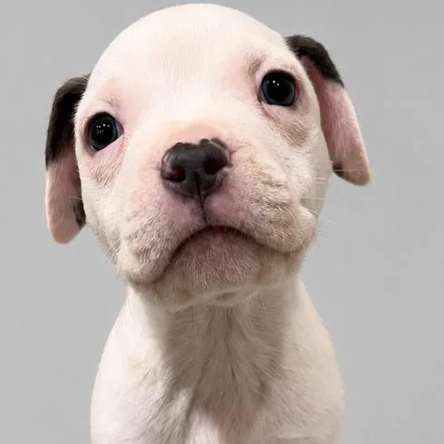 A baby small-sized male White / Cream Pit Bull Terrier dog named Ryder for adoption in South Elgin, IL
