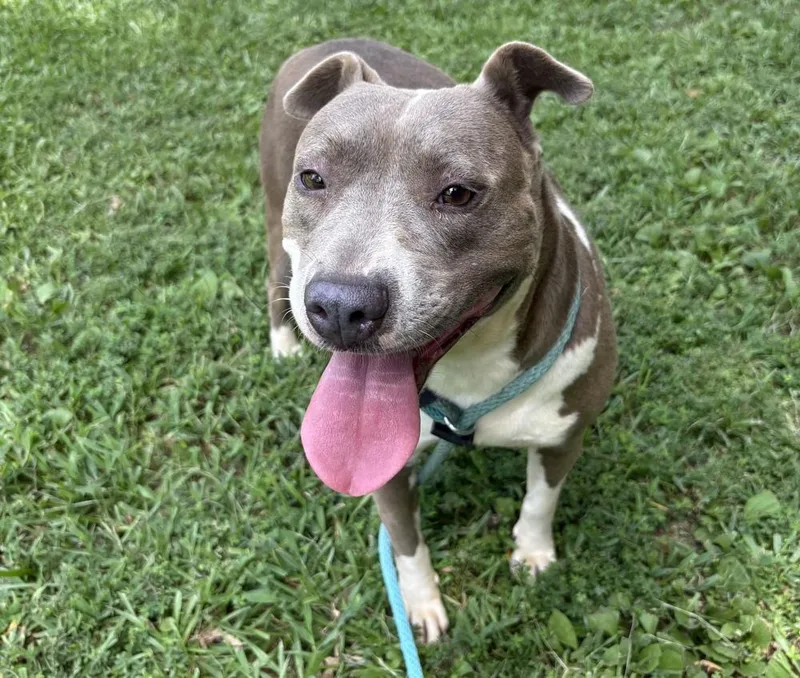 An adult large-sized female Pit Bull Terrier dog named Evora for adoption in Boston, MA