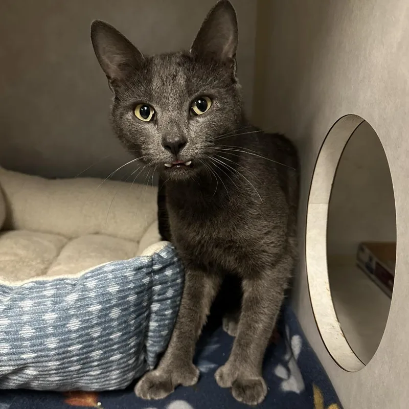 A young small-sized male Gray / Blue / Silver Domestic Short Hair cat named Dracula for adoption in Stillwater, OK