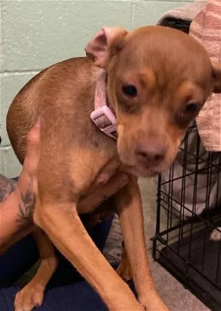 A young small-sized female Chihuahua dog named Pinky for adoption in Sacramento, CA