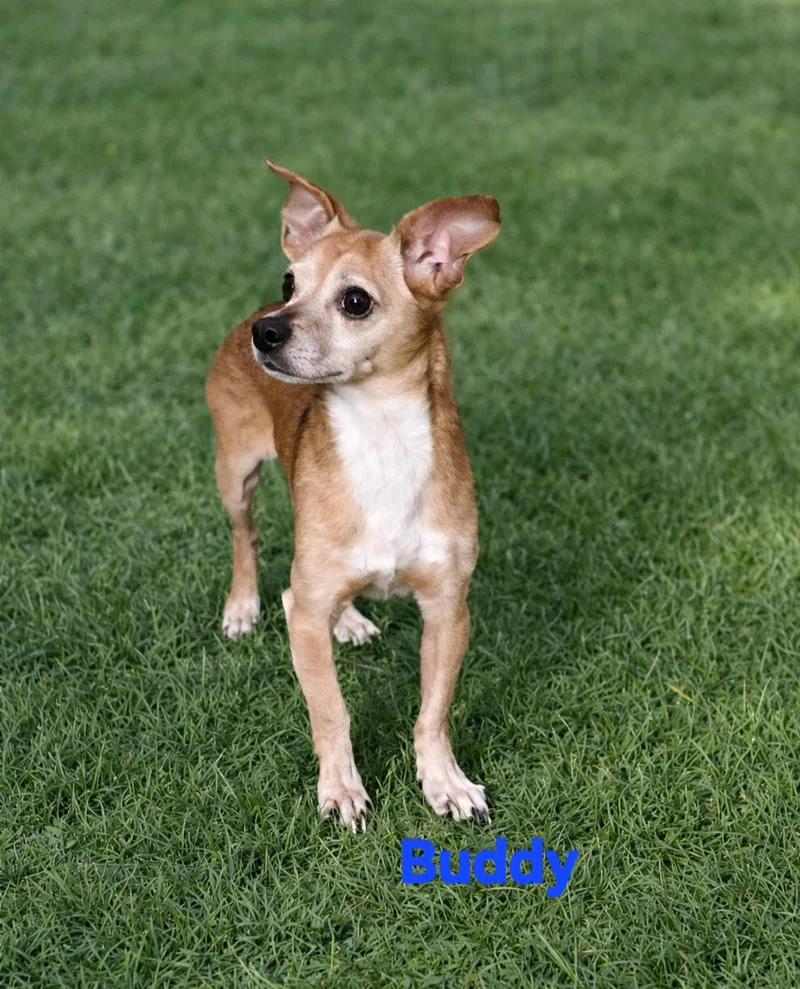 An adult small-sized male Chihuahua dog named Buddy for adoption in New Port Richey, FL