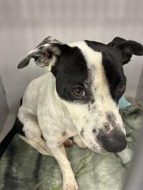 A young medium-sized male Mixed Breed dog named Tim for adoption in Palmetto, FL