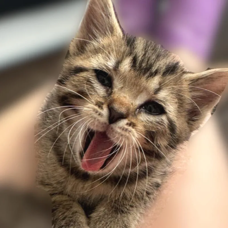 A baby small-sized male Domestic Short Hair cat named Warren for adoption in Cumming, GA