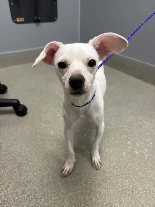 An adult small-sized male Chihuahua dog named Chuck for adoption in Las Vegas, NV