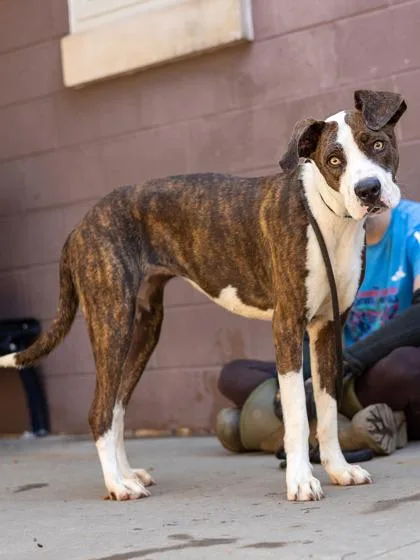 An adult large-sized female Mixed Breed dog named Jibbadeer for adoption in Chamblee, GA