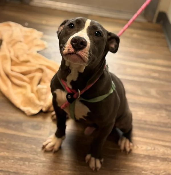 A young medium-sized male Pit Bull Terrier dog named Mo Joe for adoption in San Diego, CA