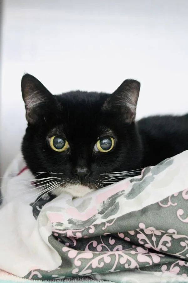 An adult small-sized female Domestic Short Hair cat named Baby for adoption in Indiana, PA