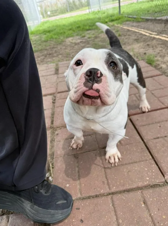 An adult medium-sized female White / Cream Staffordshire Bull Terrier dog named Ocean for adoption in Fort Collins, CO