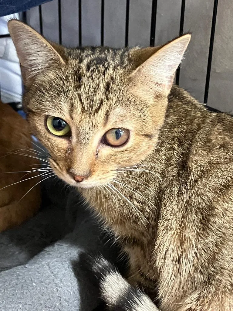 A baby small-sized male Domestic Short Hair cat named Dash for adoption in Lunenburg, MA