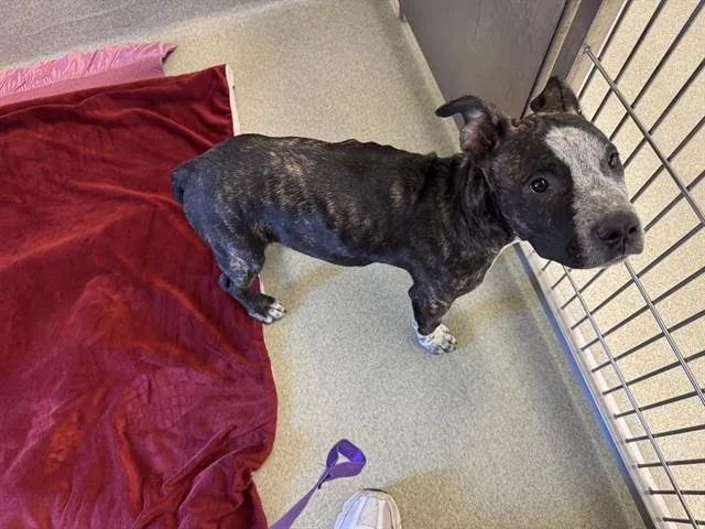 A baby small-sized male Pit Bull Terrier dog named Soju for adoption in San Martin, CA