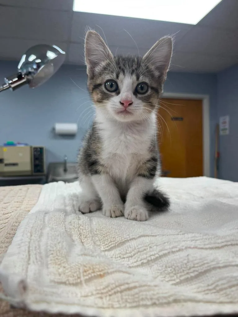 A baby small-sized male Domestic Short Hair cat named Bramble for adoption in Lavonia, GA