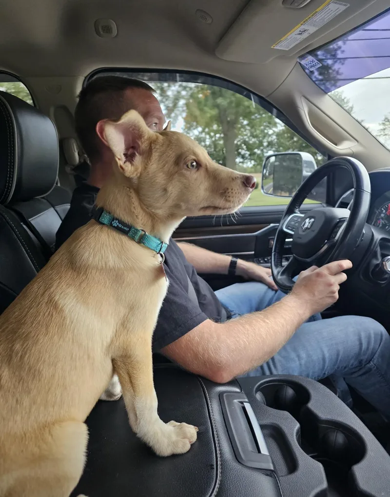 A baby medium-sized male Australian Cattle Dog / Blue Heeler dog named Trouble for adoption in Houston, TX