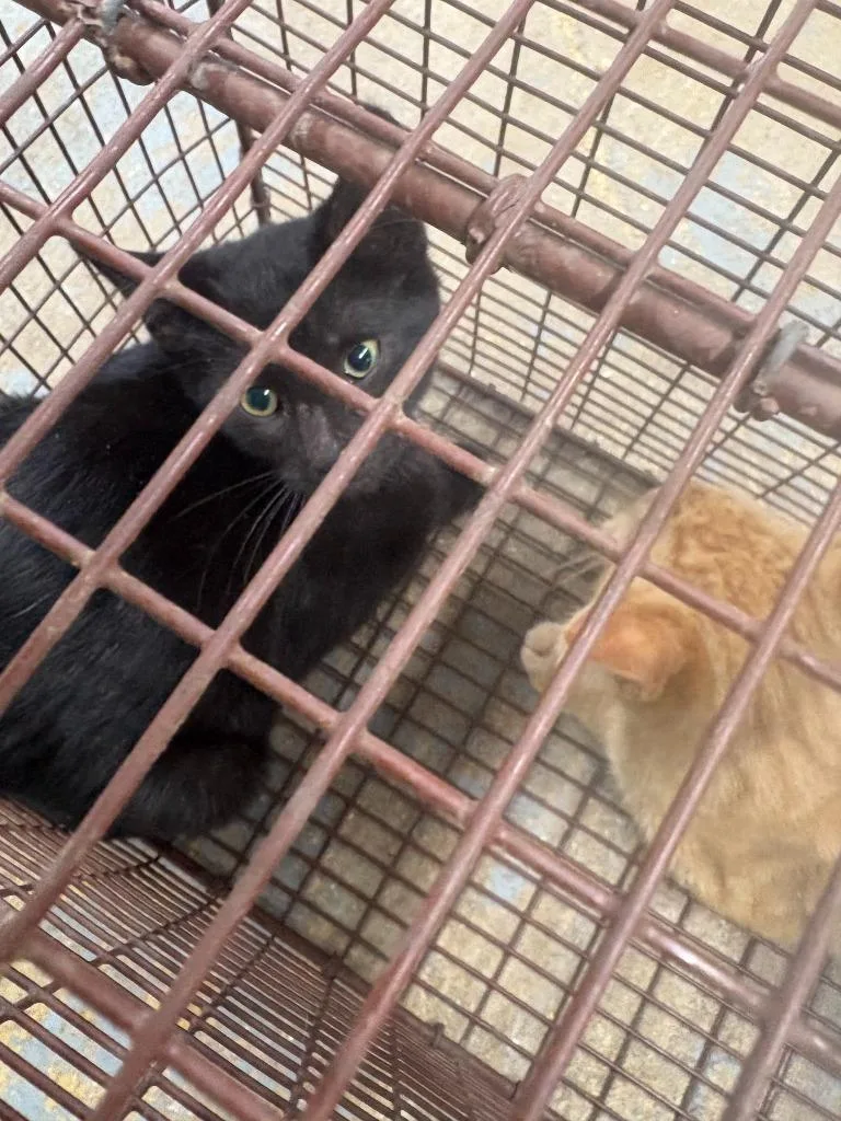 A baby small-sized female Domestic Short Hair cat named Poblano for adoption in Brownwood, TX