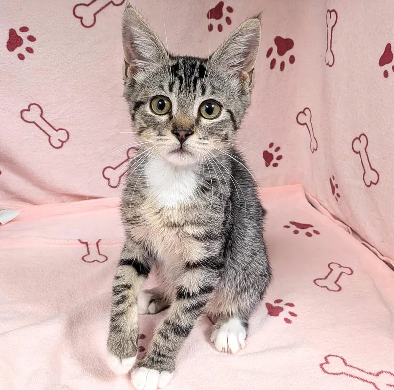 A baby medium-sized male Brown / Chocolate Domestic Short Hair cat named Gilbert for adoption in Lake Monroe, FL