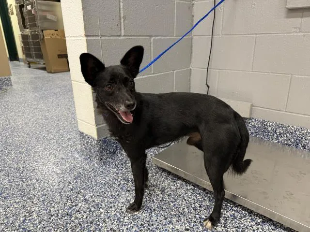 An adult small-sized male Terrier dog named Astro for adoption in Thousand Palms, CA