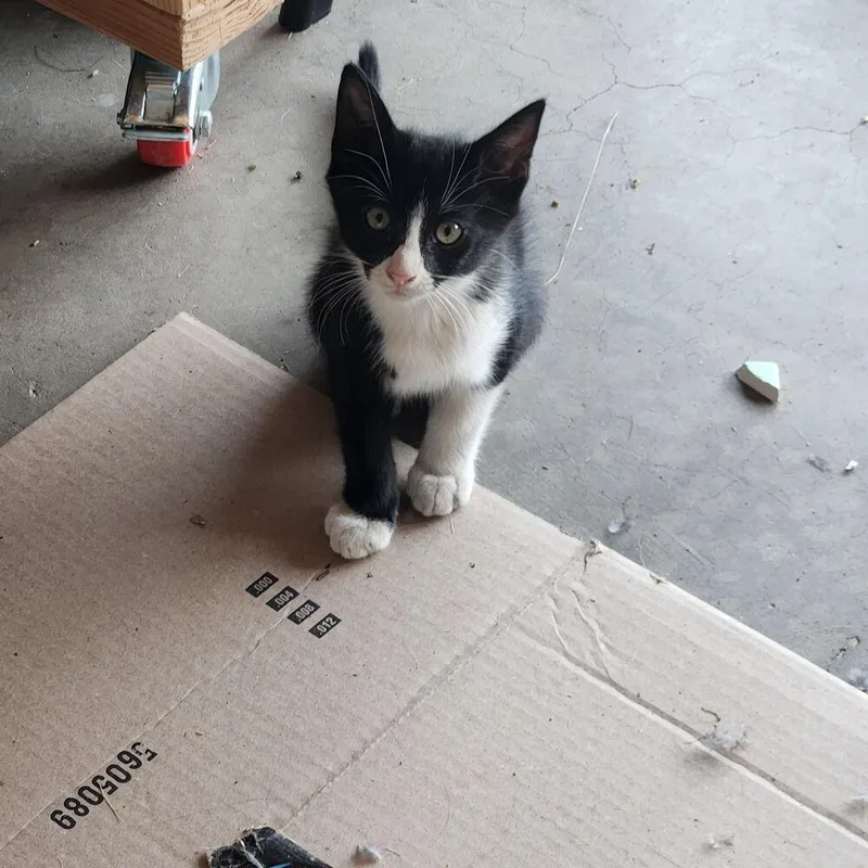 A baby small-sized male Black & White / Tuxedo Domestic Short Hair cat named Bandit for adoption in Albuquerque, NM
